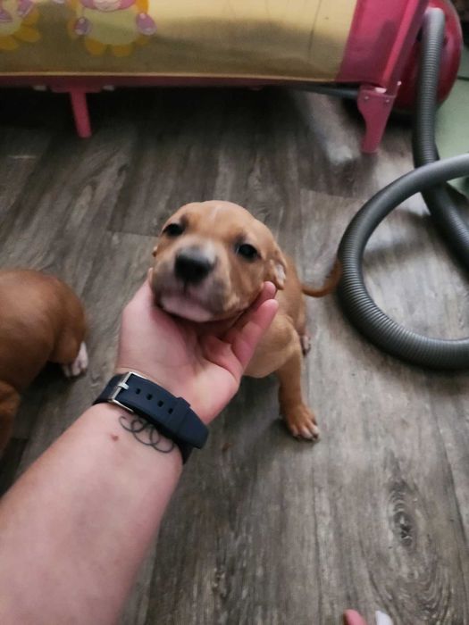 Американски питбул