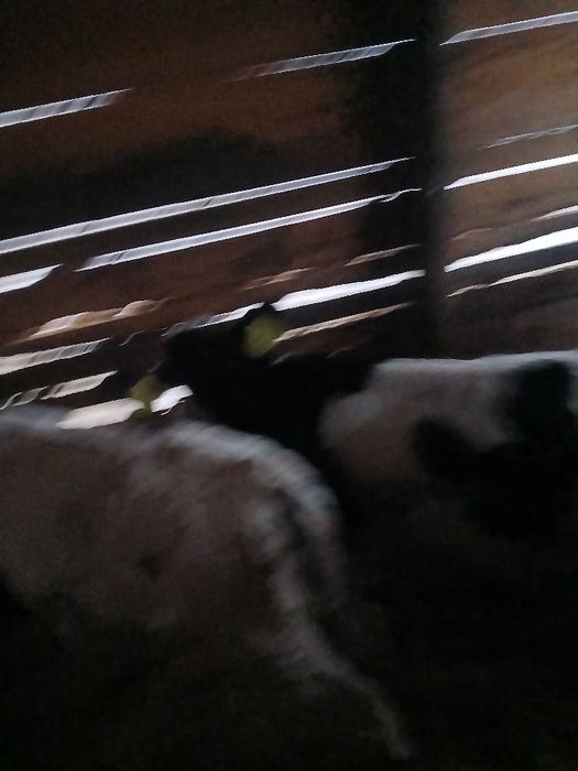 Vând 2tauras  de o luna jumate