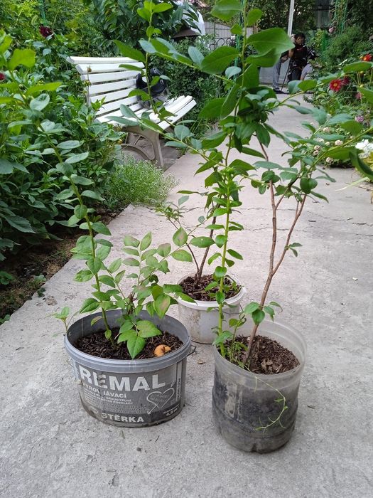 Саженцы голубики