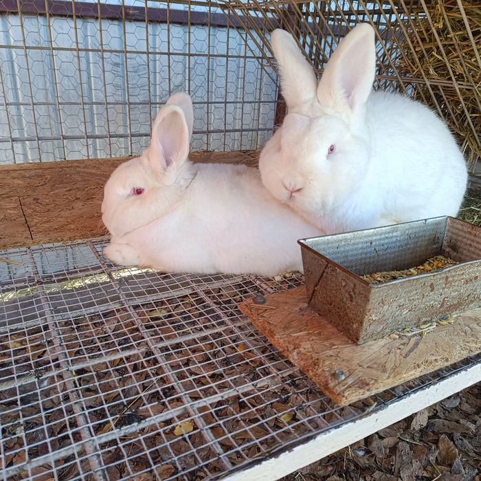 Vând iepuri neozeelandez alb