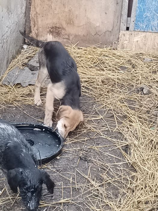 Русский гончая чистый