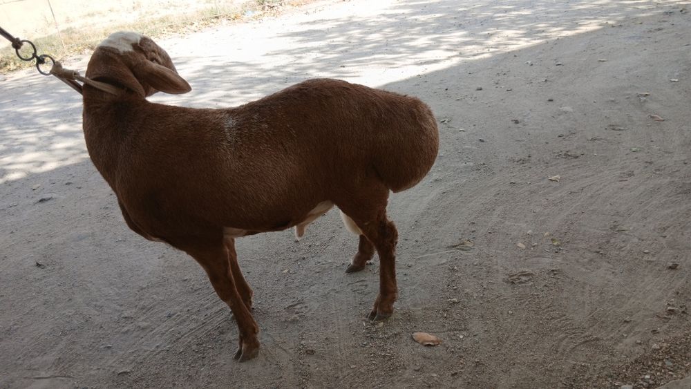 Quchqor bara sotiladi