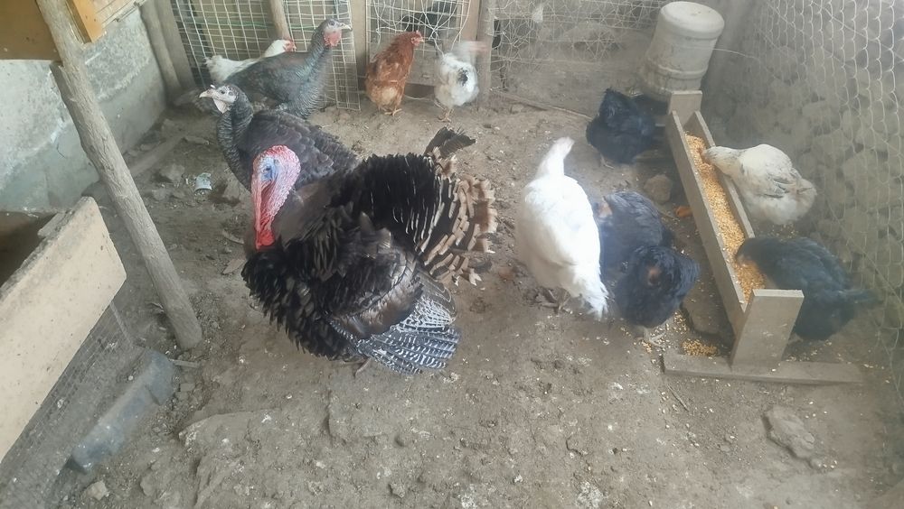 Пуйки пуяка стадо