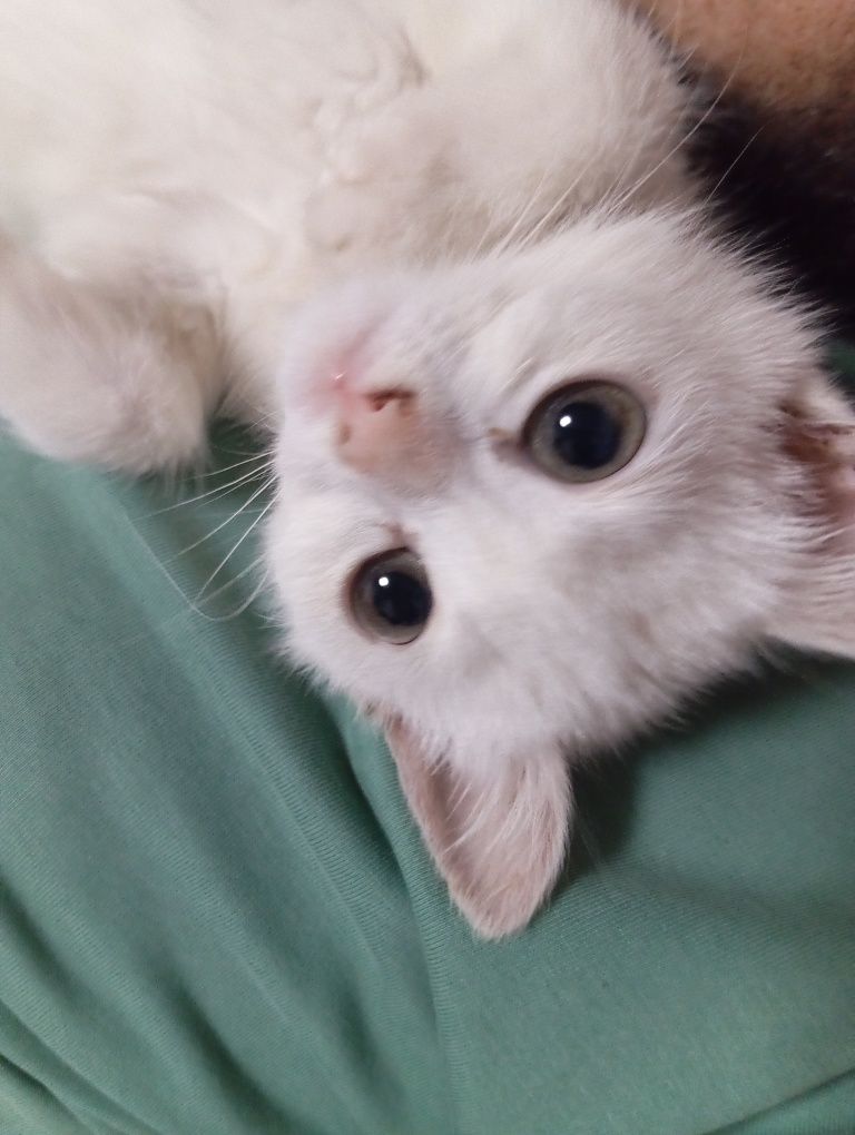 Mushuk 3 oyli jinsi ayol