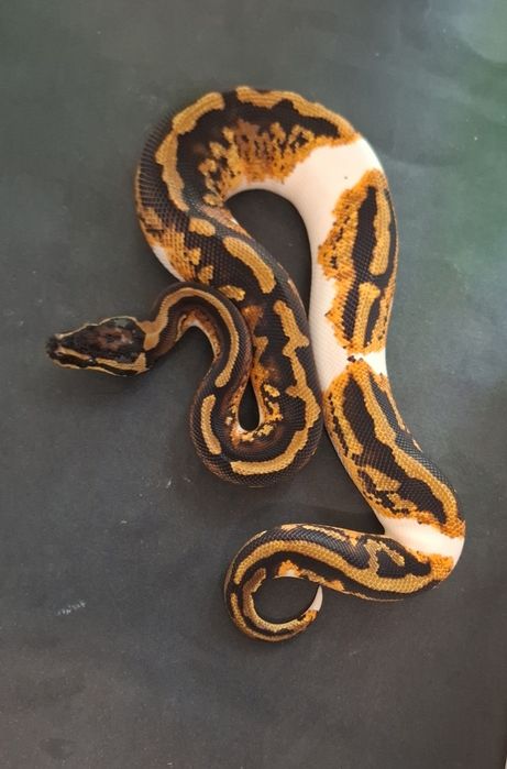 Кралски Питон YB Pied