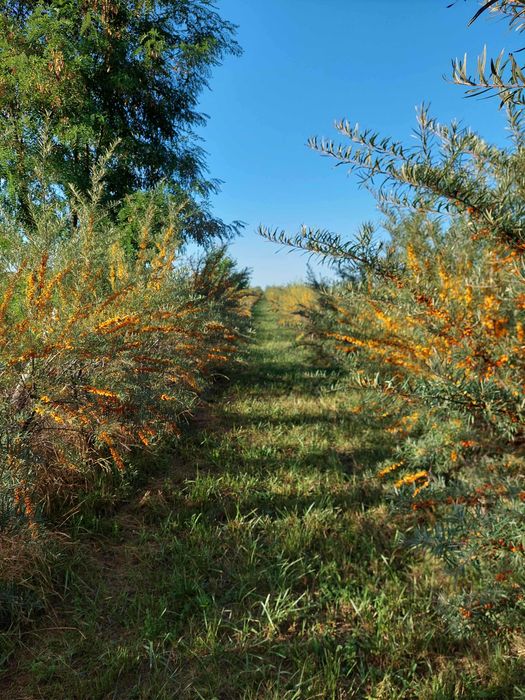 Vând Suc de Cătină Ecologic - producție 2024