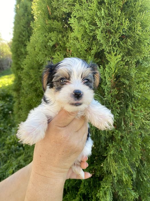 Йорки/йоркширски териер/Бивер/Бивър