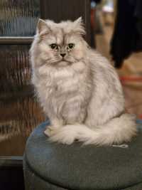 Персийска котка сребърна чинчила