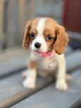Cavalier King Charles blenheim
