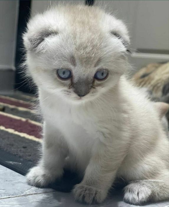 Вязка кошек. Шотландский фолд.