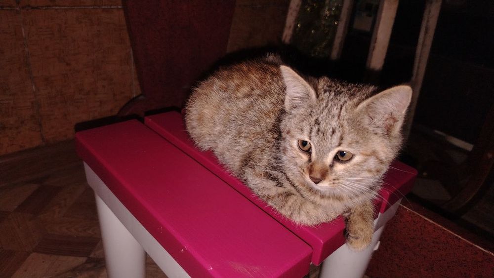 Котята маленькие домашние