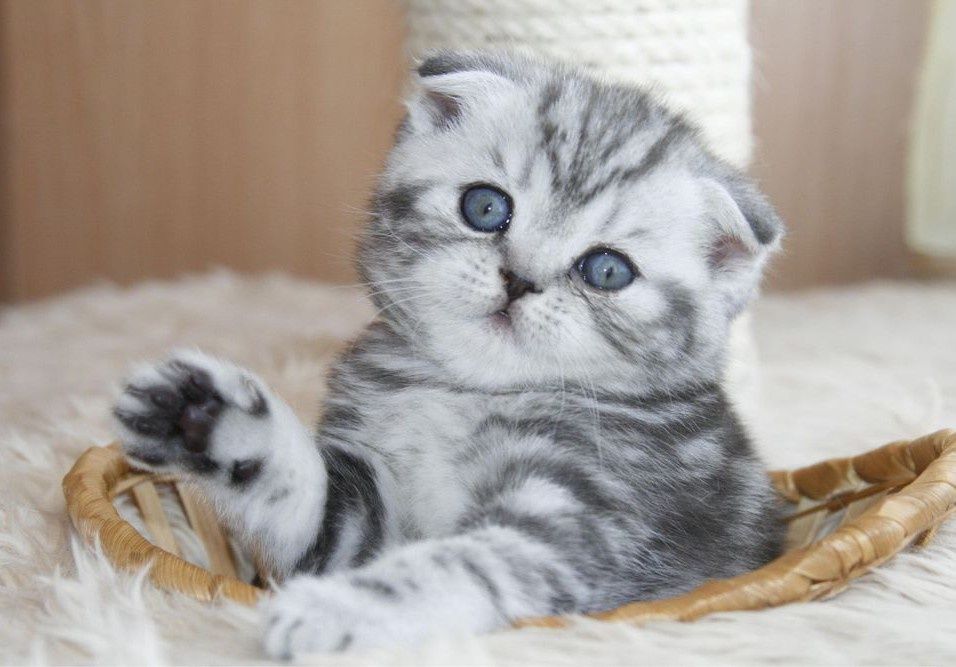 Продаются шотландские котята.