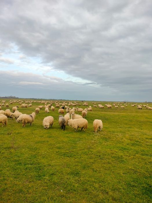 Oi de vânzare la a 3,2,1 fătare