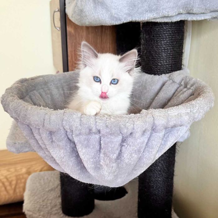 Рагдол котенца на 3 м. търсят своите нови семейства. Ragdoll kittens.
