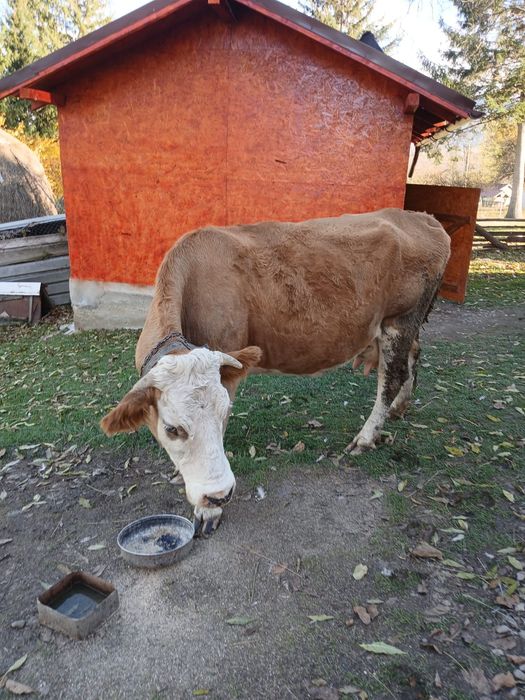 Vaca de vanzare Bran