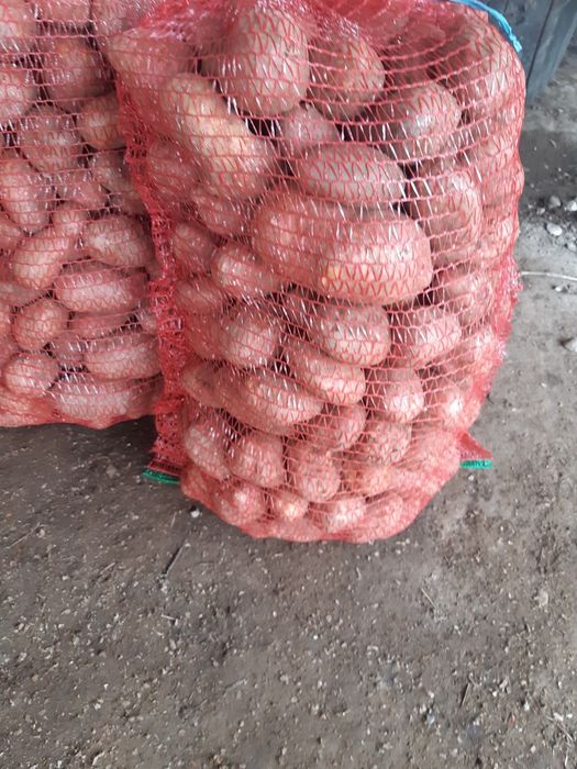 Vând cartofi de consum rosu