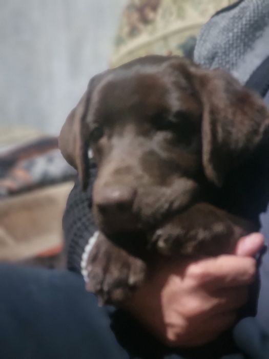 Продаётся щенок лабрадора