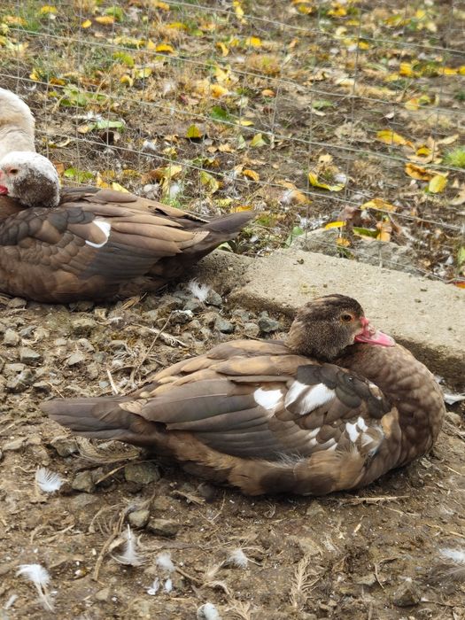 Vand sau schimb rațe mute