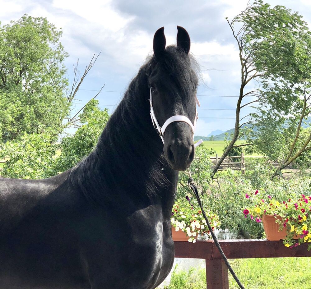 Armăsar Friesian călărie Trasura