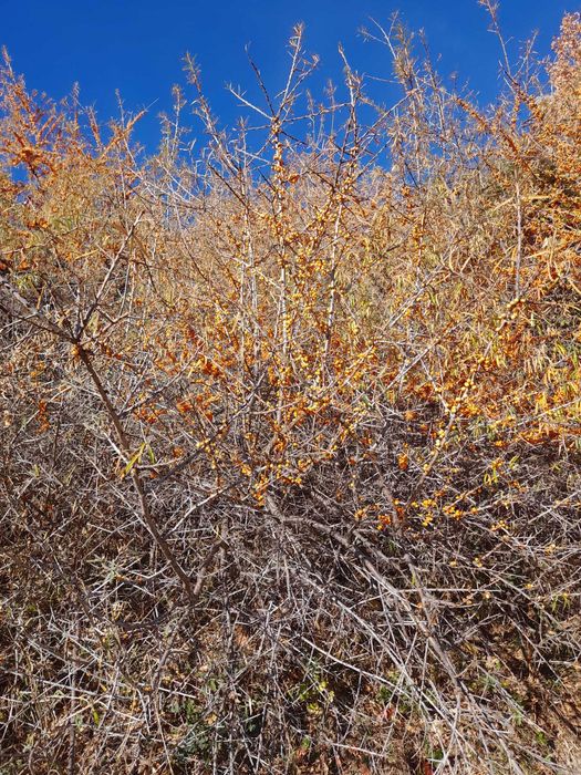 Vand catina din flora spontana
