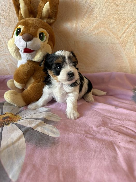 Бивер йоркширски териер