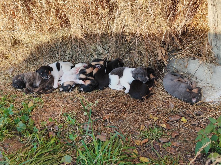 Caini, catei, caine, catel