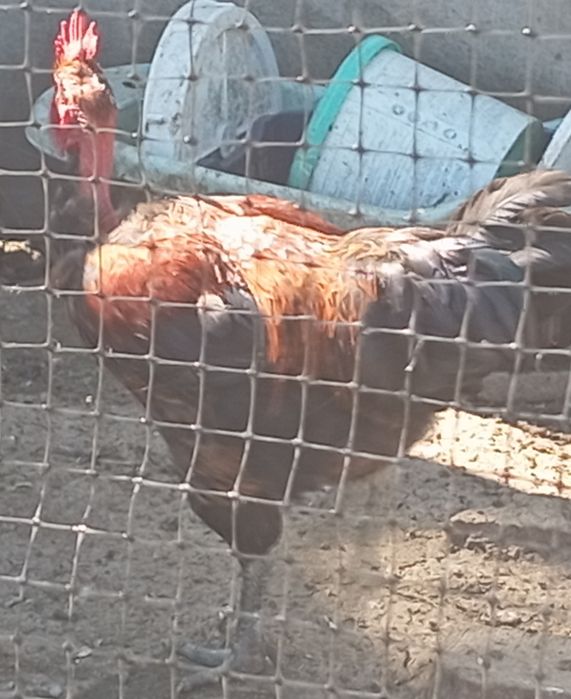 Голошейные  петушки