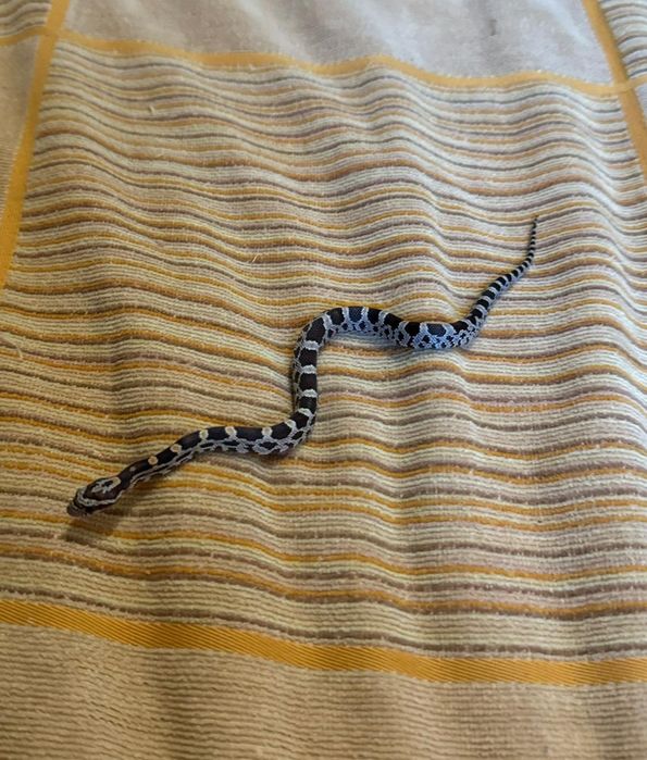 Продам массового полоза