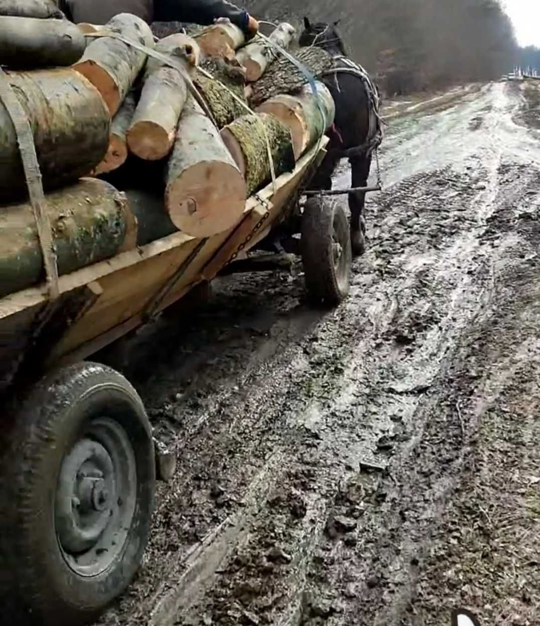 Vând lemne de fag la m