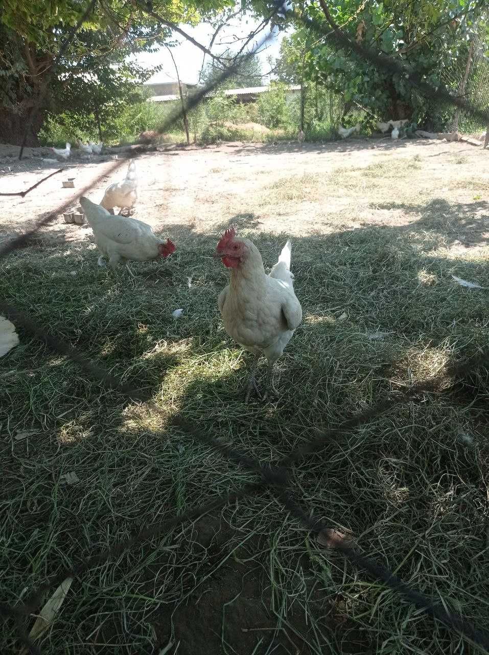 Tovuqlar sotiladi parodasi sendi