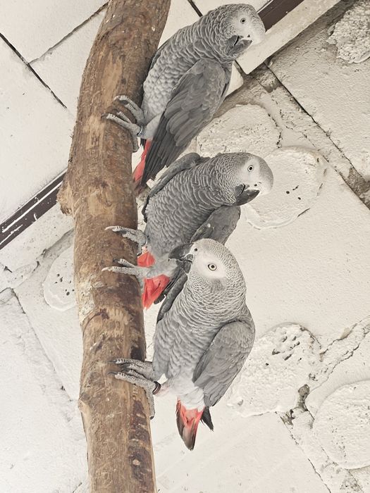 Papagal jako african grey