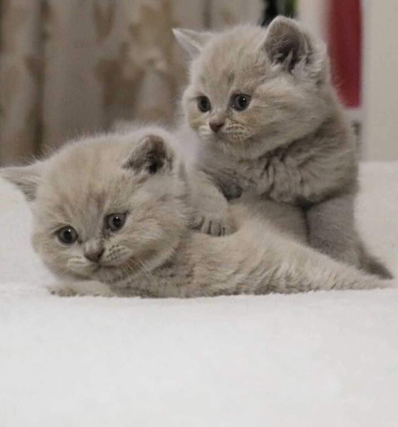 Британски  котета