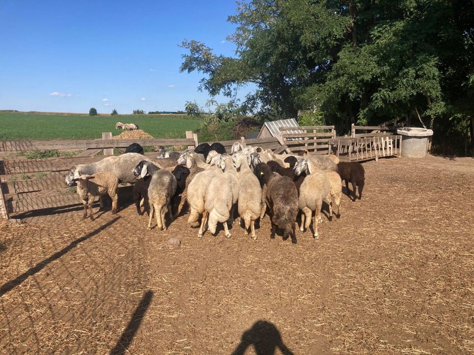 Vand Oi rasa karakul