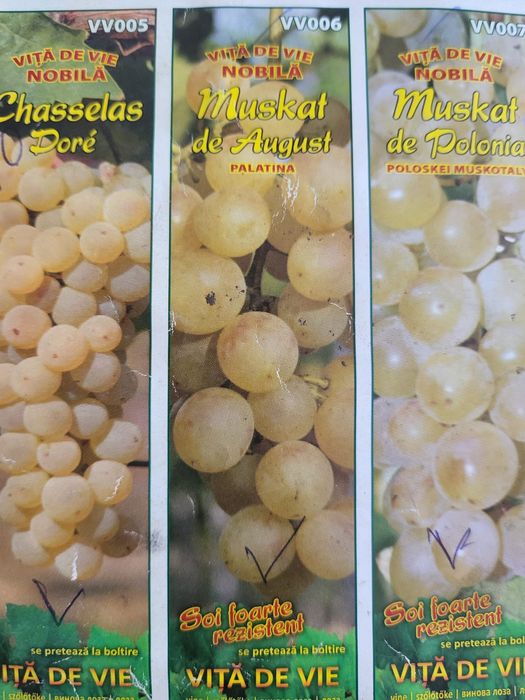 Vita de vie nobila [altoita soiuri albe de masa