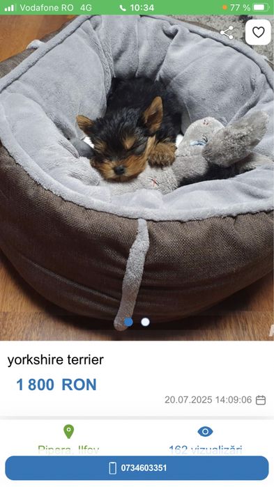 Yorkshire terrier
