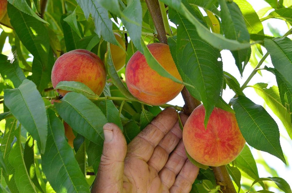 Pomi fructiferi pitici [Dwarf] soiuri de piersic