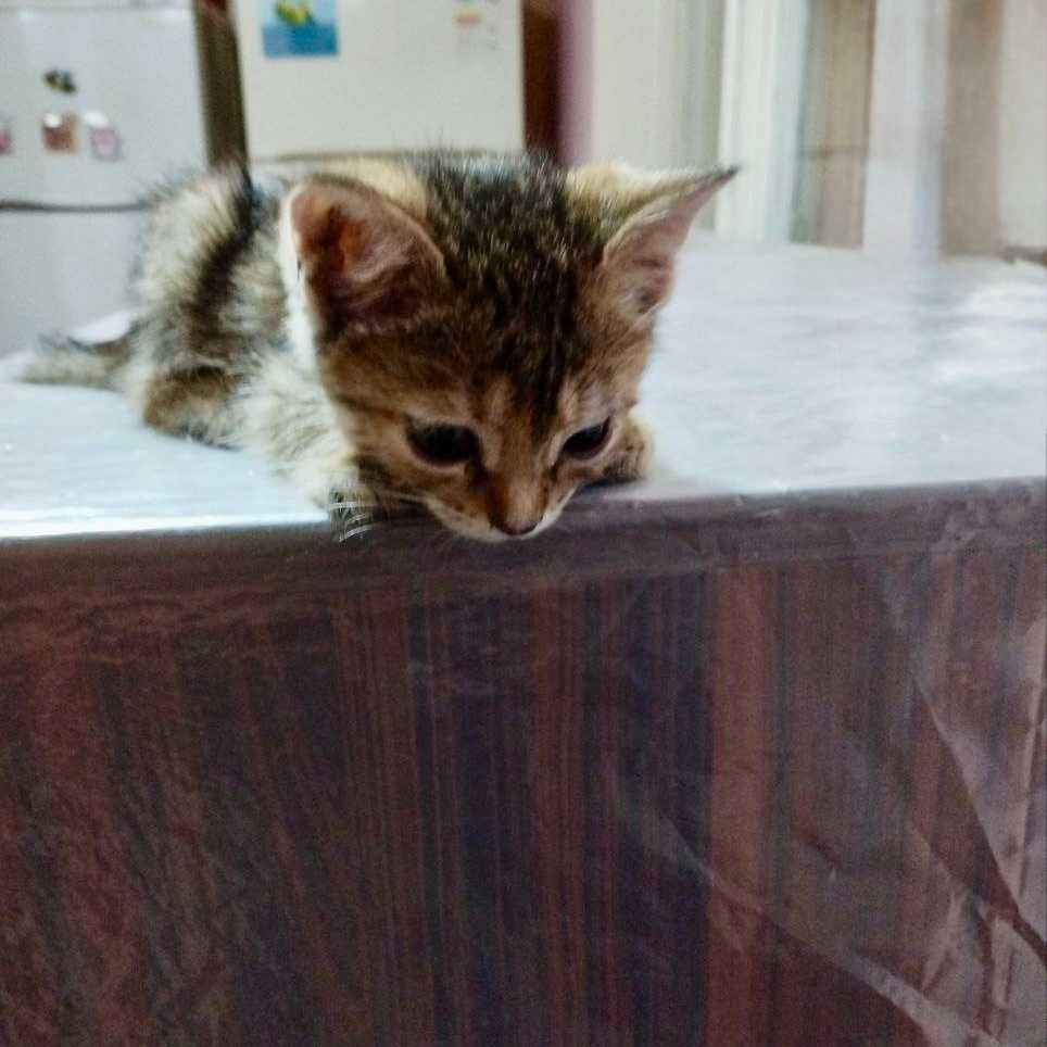 Котенок бесплатно