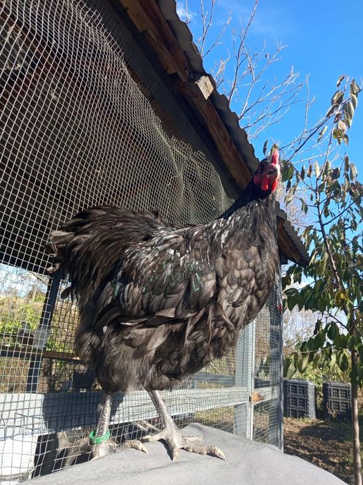 Cocosi orpington  și cocos matase japoneza