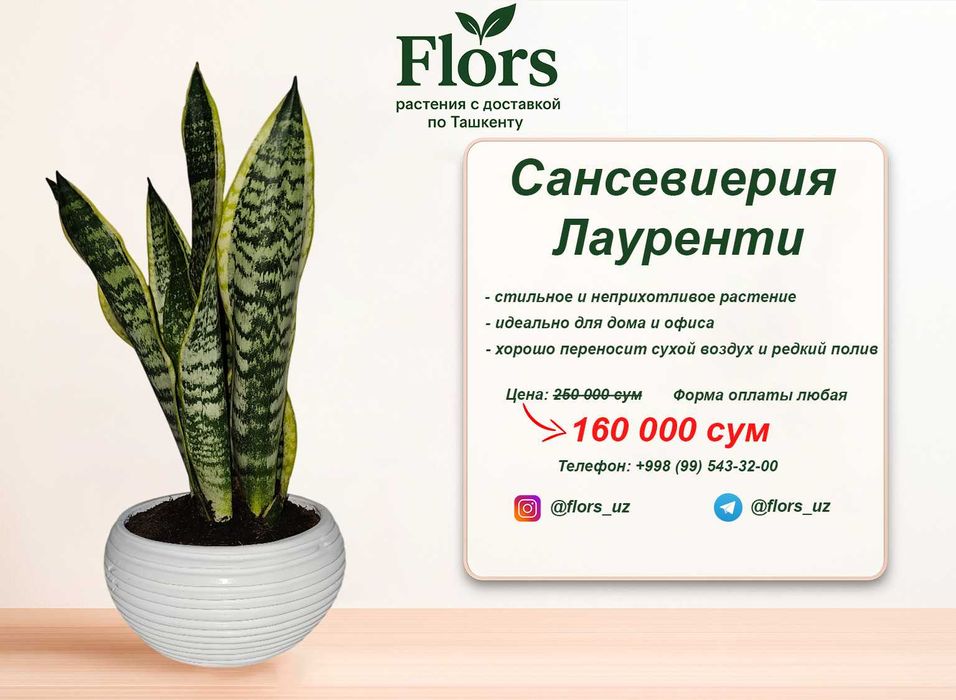 Цветы для дома и офиса - растение - Сансевиерия Лауренти