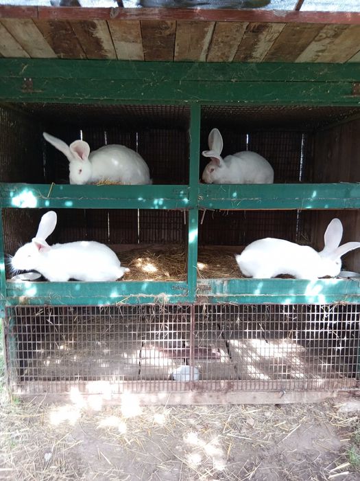 Бели великани свободни