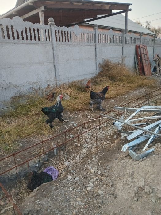 Петуха брамма продам.