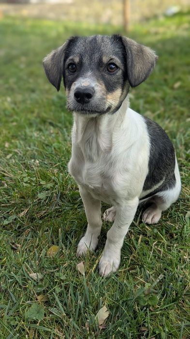 2 Catelusi din Tocile pentru adopție