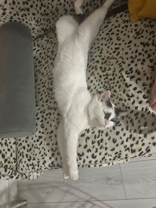 Котик ищет дом и любящих хозяев