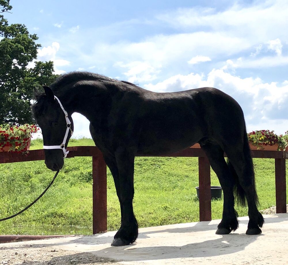 Armăsar Friesian călărie Trasura