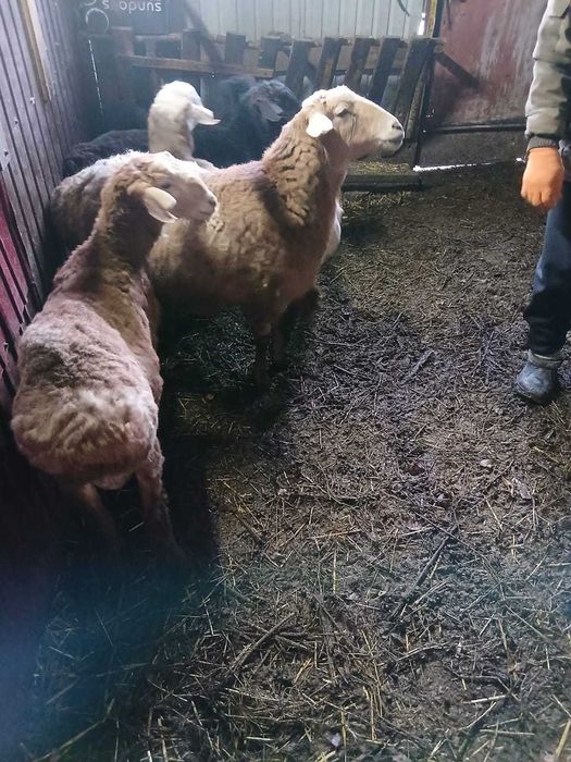 Продам баранов. Эдильбайцы