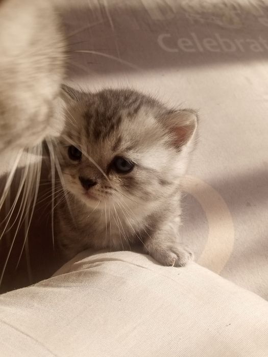 Мушукчалар сотилади!!!