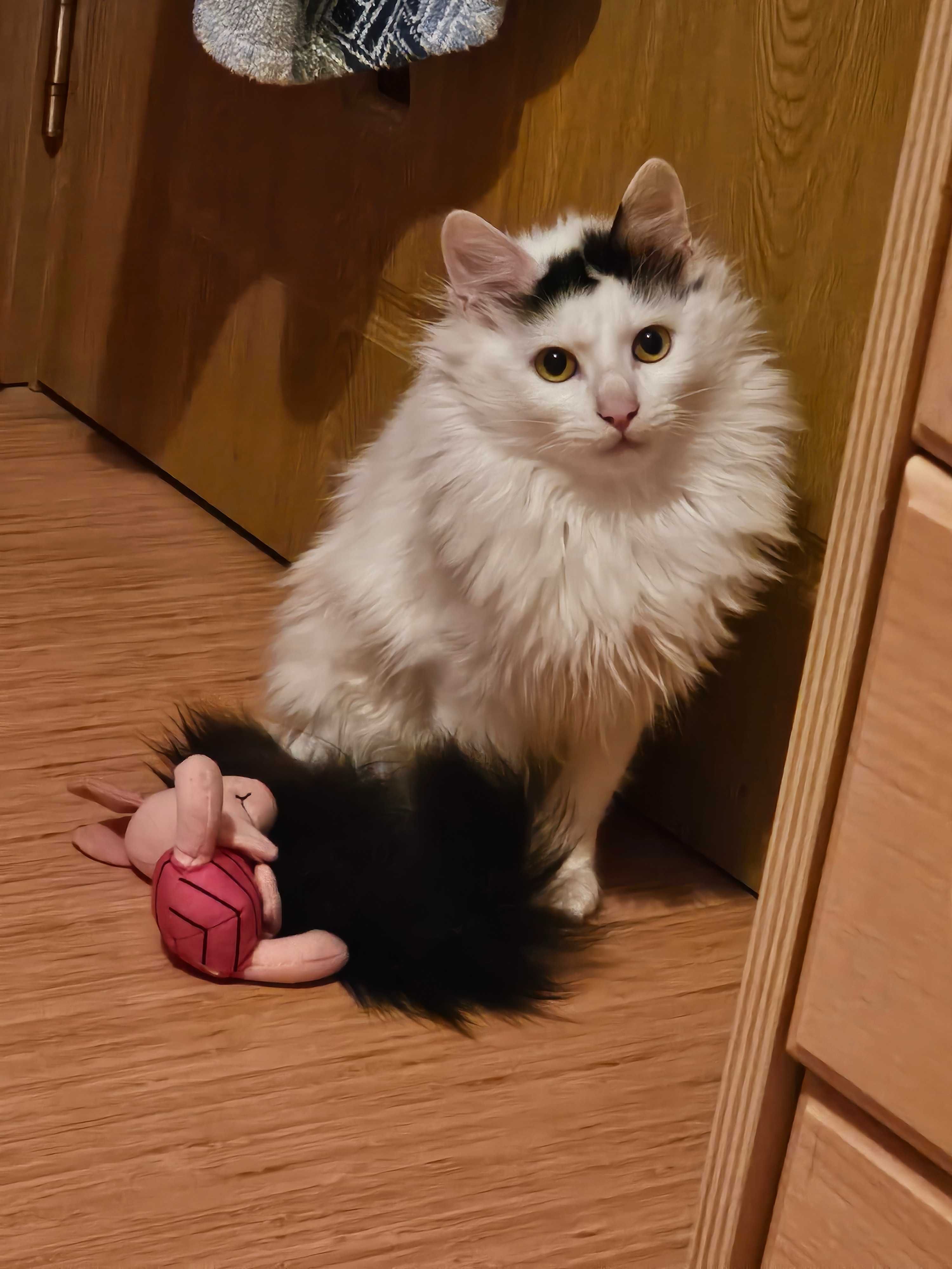 Търся дом на Белчо