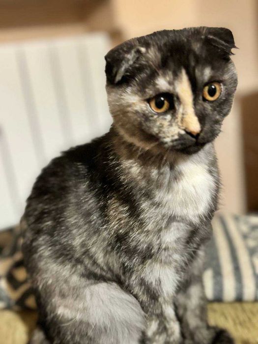 Женско коте шотландска клепоуха