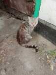 Отдам котят полушотланцев