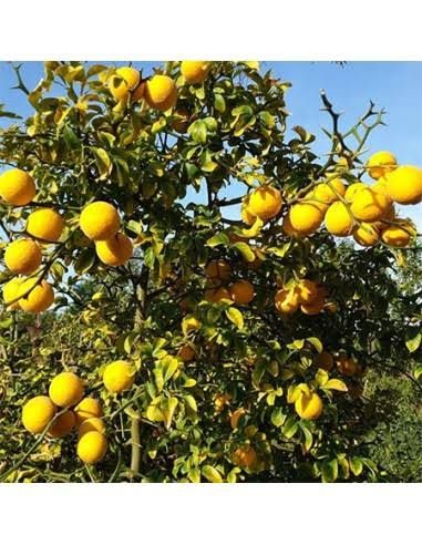 Lamai De Gradina Trifoliat